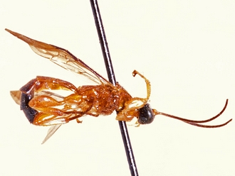 Triclistus aruwimiensis 357 a