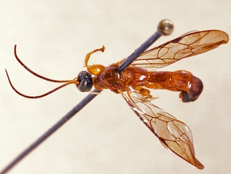 Triclistus aruwimiensis 357b