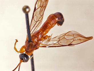 Triclistus aruwimiensis 357c