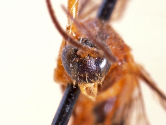 Triclistus aruwimiensis 357d