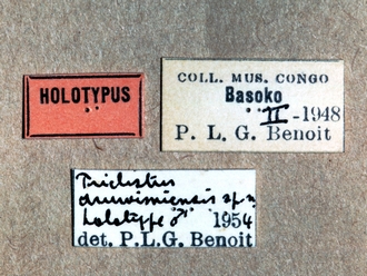 Triclistus aruwimiensis 357e