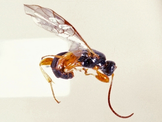 Triclistus consimilis 356a
