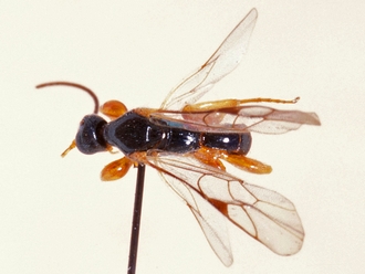 Triclistus consimilis 356b