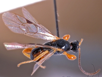 Triclistus consimilis 356c
