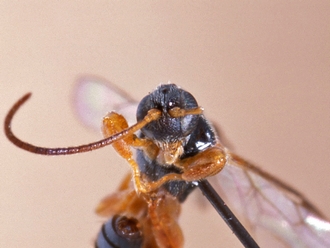 Triclistus consimilis 356d