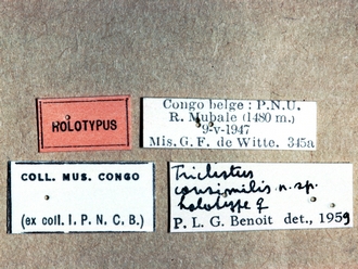 Triclistus consimilis 356e