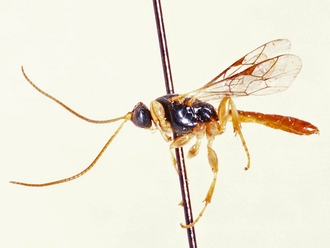 Triclistus luteicornis 358a