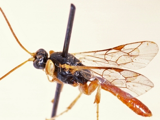 Triclistus luteicornis 358c