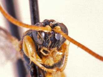Triclistus luteicornis 358d