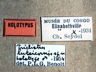 Triclistus luteicornis 358e