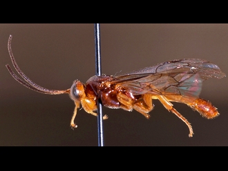Triclistus parasitus 150a