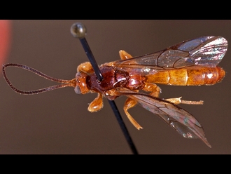 Triclistus parasitus 150b