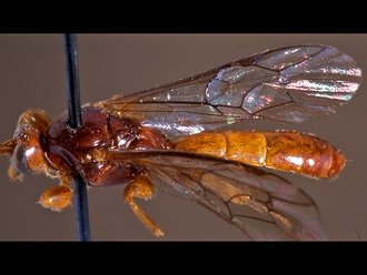 Triclistus parasitus 150c
