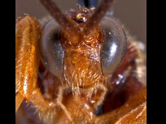 Triclistus parasitus 150d