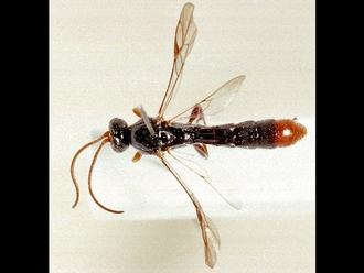 Trieces quadricarinatus 352b