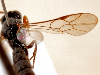 Trieces quadricarinatus 352c