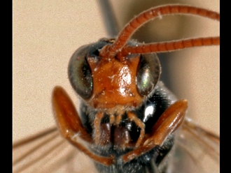 Trieces quadricarinatus 352d