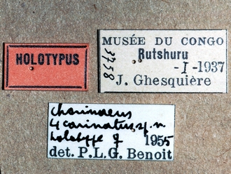 Trieces quadricarinatus 352e