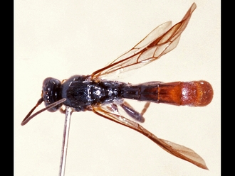 Trieces semirufus 353b