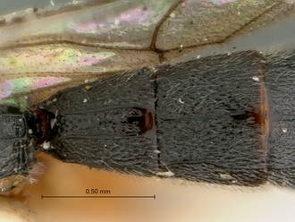 Trieces_capensis_SAM-HYM-P001517_1&2_segments_metasoma_dorsal