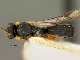 Trieces_capensis_SAM-HYM-P001517_habitus_dorsal
