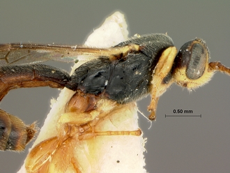 Trieces_capensis_SAM-HYM-P001517_head_mesosoma_lateral_1
