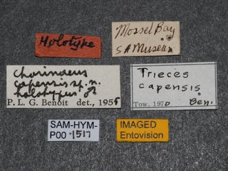 Trieces_capensis_SAM-HYM-P001517_labels