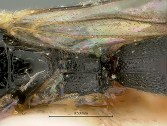 Trieces_capensis_SAM-HYM-P001517_propodeum_dorsal