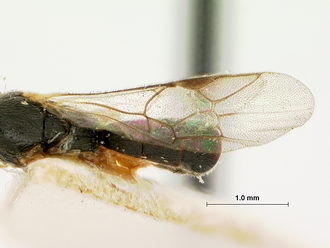 Trieces_capensis_SAM-HYM-P001517_wing
