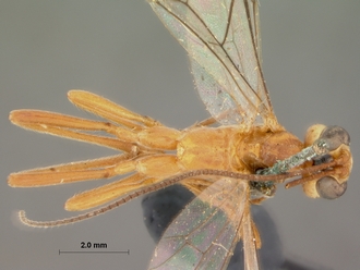 Dicamptus_crassellus_HOLOTYPE