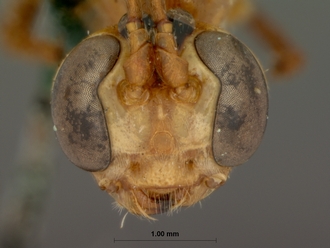 Dicamptus_crassellus_HOLOTYPE