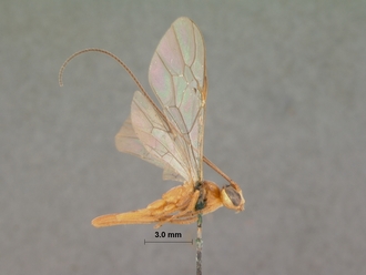 Dicamptus_crassellus_HOLOTYPE