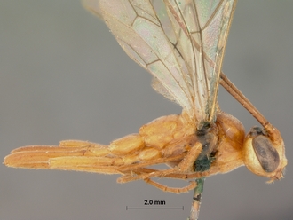 Dicamptus_crassellus_HOLOTYPE