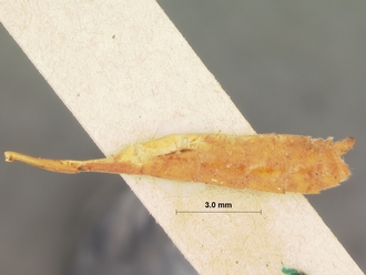 Dicamptus_crassellus_HOLOTYPE