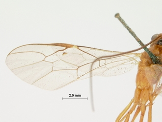 Dicamptus_crassellus_HOLOTYPE