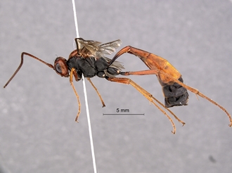 Dicamptus_maxipol_SAM-HYM-P049469_habitus_profile
