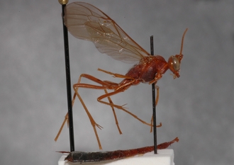 Ophion_braunsii