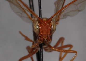 Ophion_braunsii_HOLOTYPE