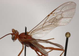 Ophion_braunsii_HOLOTYPE