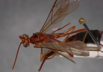 Ophion_braunsii_HOLOTYPE