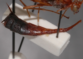 Ophion_braunsii_HOLOTYPE