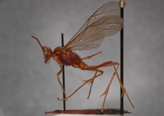 Ophion_braunsii_HOLOTYPE