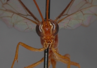 Dicamptus_pellucidus_HOLOTYPE