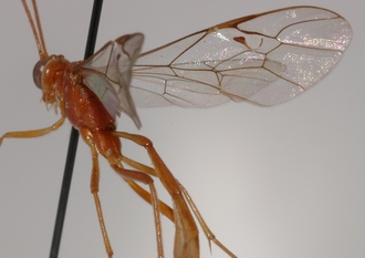 Dicamptus_pellucidus_HOLOTYPE