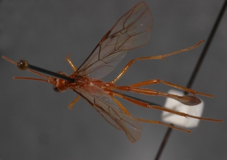 Dicamptus_pellucidus_HOLOTYPE