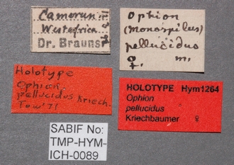 Ophion_pellucidus_labels