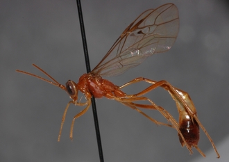 Dicamptus_pellucidus_HOLOTYPE