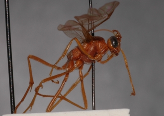 Ophion_rufus_HOLOTYPE