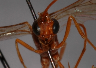 Ophion_rufus 