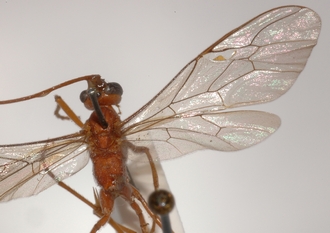 Ophion_rufus_HOLOTYPE